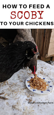 Chickens eating a scoby for probiotics