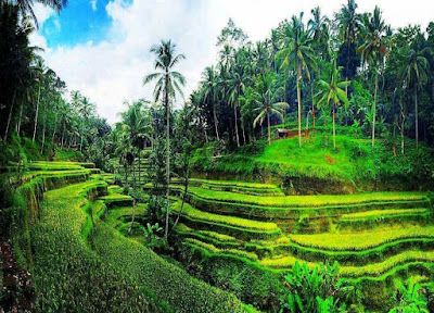 Ceking Rice Terrace