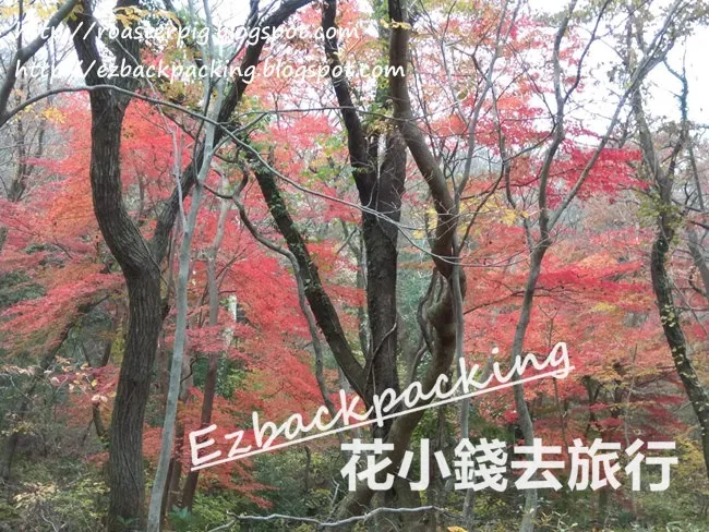 思連伊森林步道紅葉