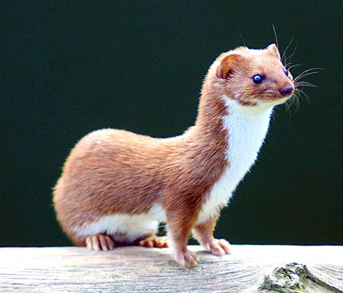 Weasel,بەوەرز,مشکە خۆرە