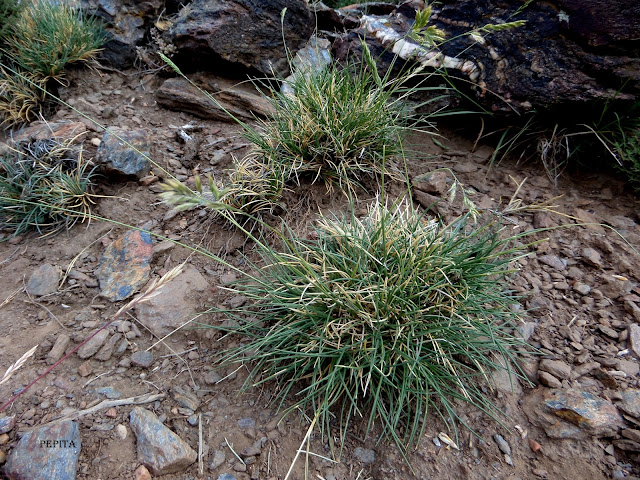 Trisetum antoni-josephii. Sierra Nevada