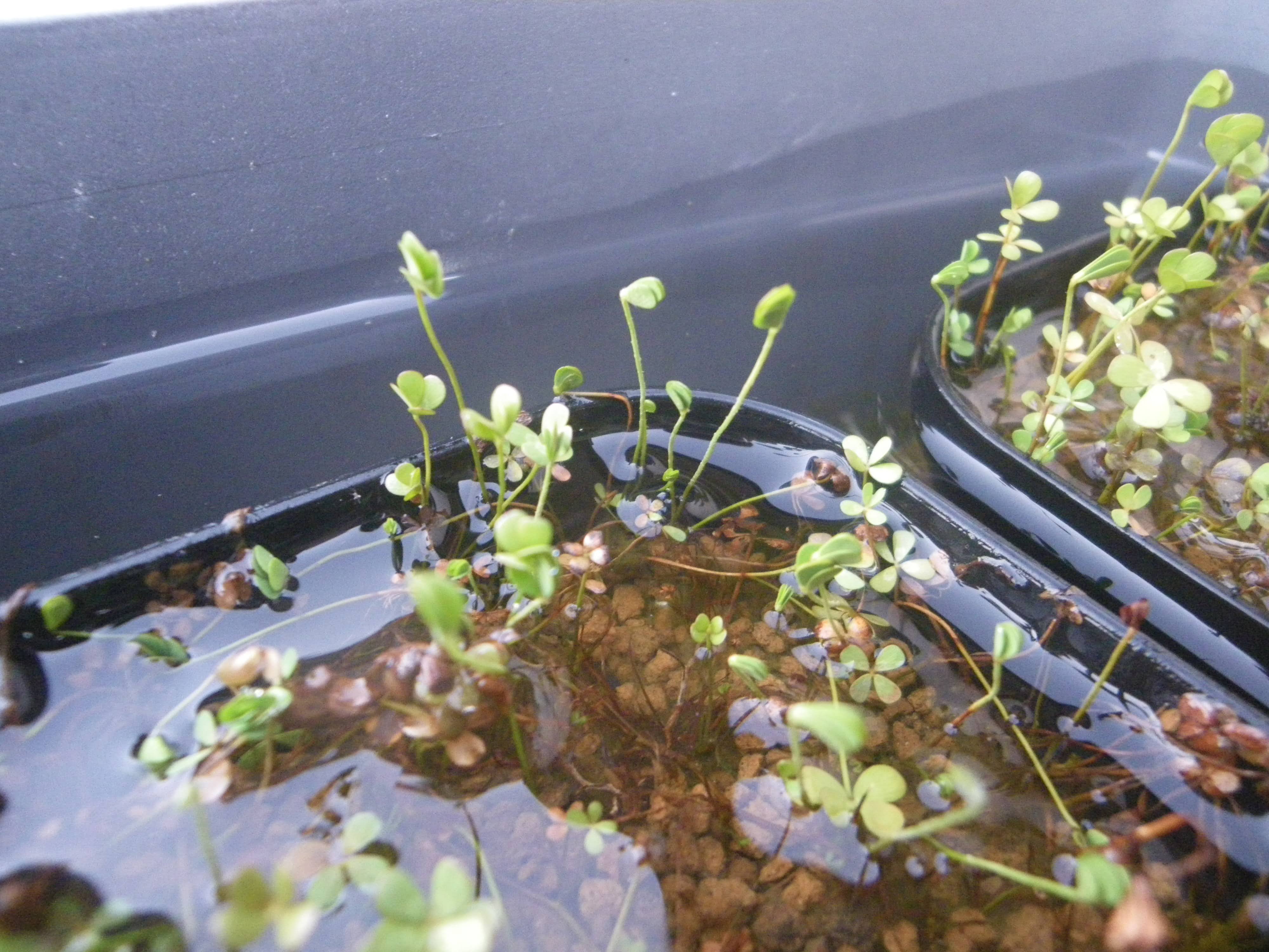 ウォータークローバーの育て方 メダカのビオトープに小さい水草をレイアウト メダカの大工