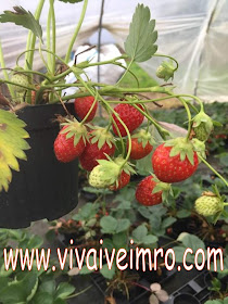 https://www.vivaiveimaro.com/categoria-prodotto/piccoli-frutti/fragole/