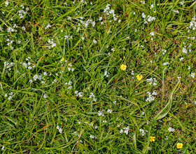 Short grass with flowers.