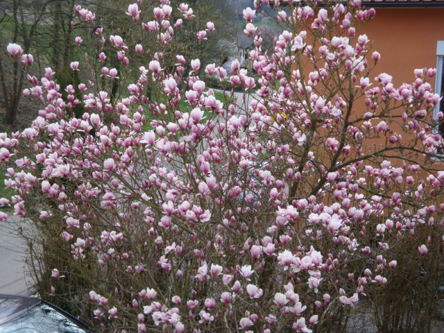 magnolia tree in bloom. magnolia tree in bloom.