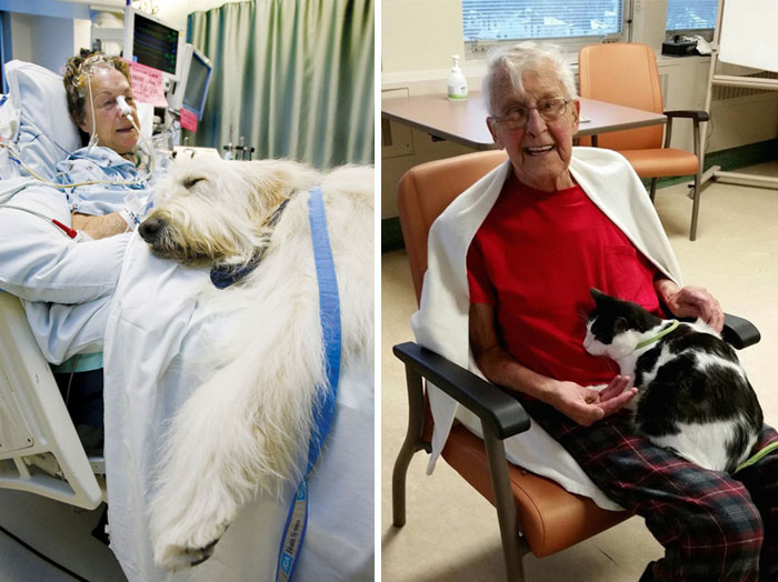 40 Times 2016 Restored Our Faith In Humanity - Hospital Lets Pets Visit Their Sick Humans To Make Them Feel Better