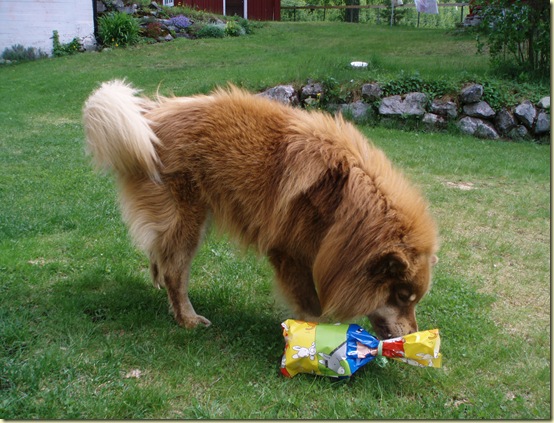 bursdag 007