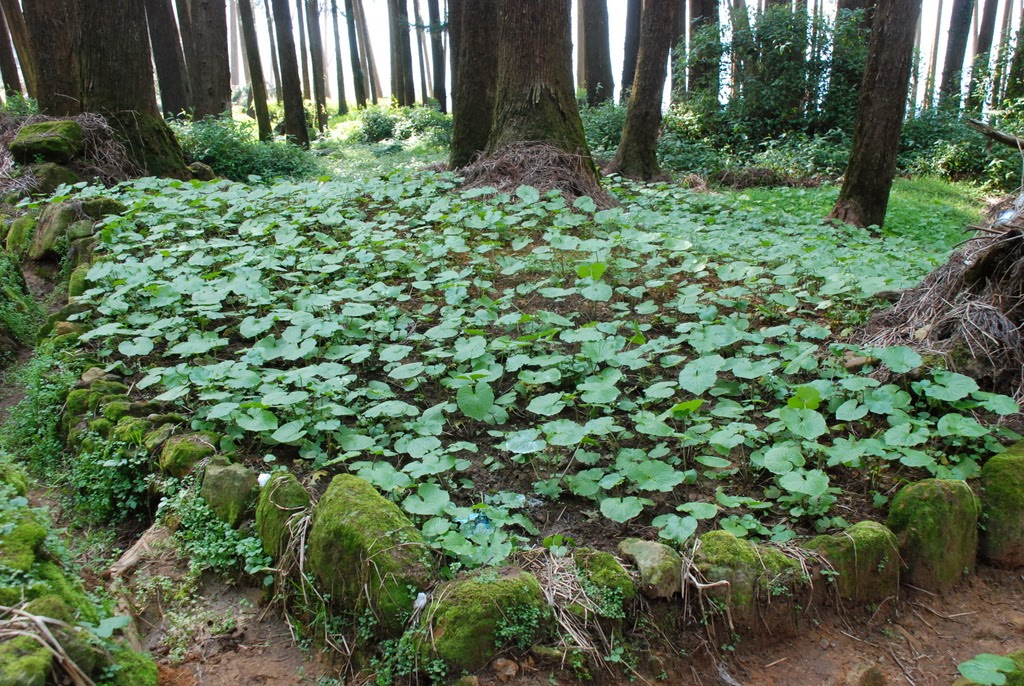 拈花惹草集 山葵 Wasabi 拈花惹草集 山葵 Wasabi