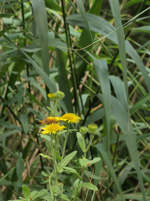 Common fleabane in reeds