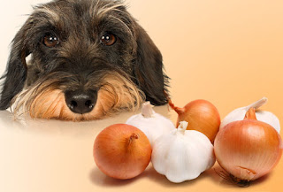 Foods Your Dog Should Never Eat