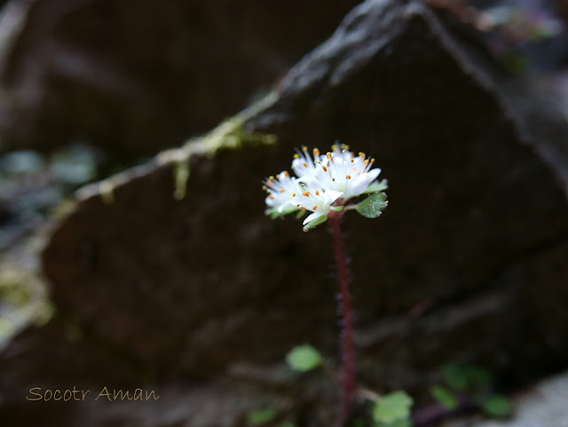 Chrysosplenium album