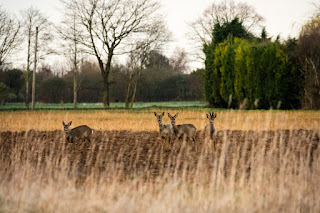 Deer Photo | Sutton Bridge | Sony RX10 IV