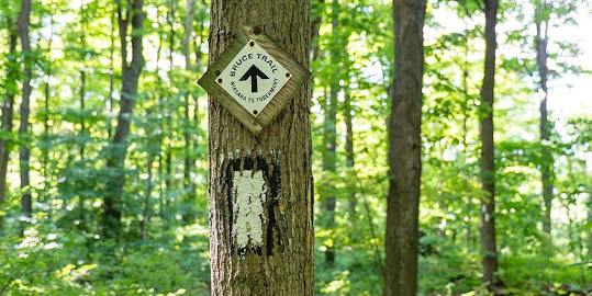 Bruce Trail Hiking Path Blue Mountains Ontario.