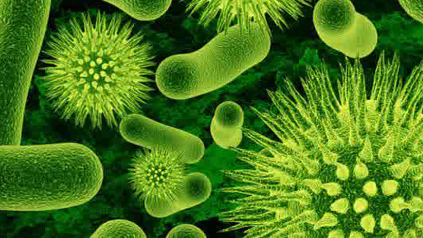 12 Fakta Menakjubkan Tentang Bakteri  Ini Wajib Anda 