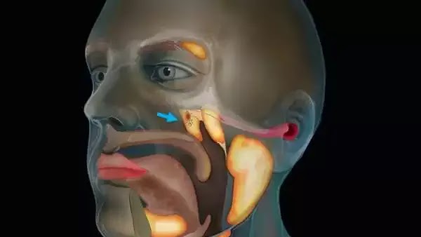 Ilmuwan Temukan Organ Baru di Tubuh Manusia!
