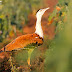 Great indian Bustard