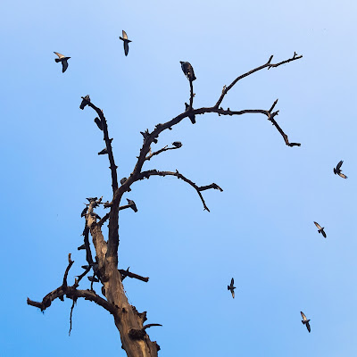 A Minimalist Photo of a tree and flying birds shot by Samsung Galaxy S6 Smart Phone
