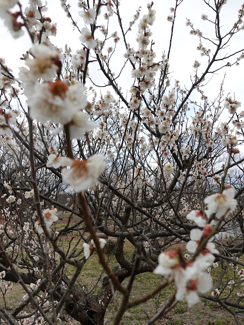 伯耆町 交流の森　ハクバイ（白梅）