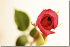 Rose_6_Soft Faded