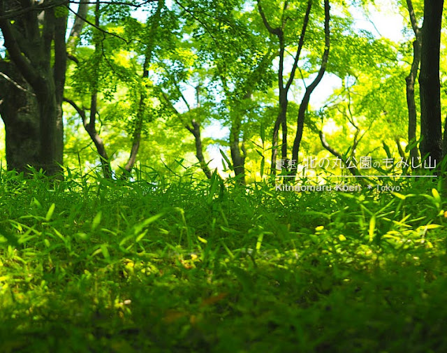 北の丸公園のもみじ山（夏）