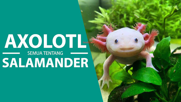 Sering Dikira Kadal: AXOLOTL, Salamander Lucu Bermuka Tanpa Dosa dari Meksiko