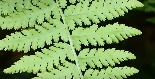 image of fern leaf