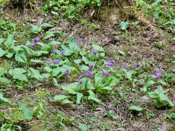 咲き残っていた「かたくり」の花