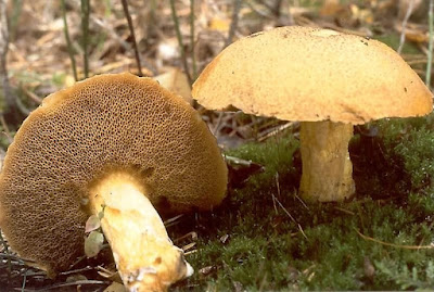 Suillus variegatus