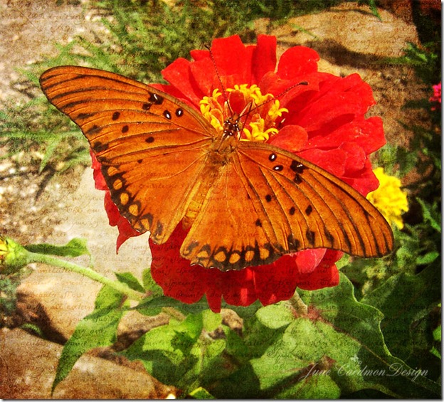 Gulf_Fritillary_pourvous