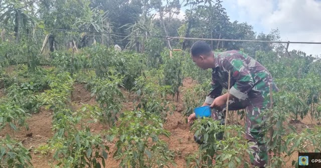 Lakukan Kegiatan Perawatan Dan Pemeliharaan Secara Rutin, Babinsa Aktif Dalam Pendampingan Bidang Pertanian. 