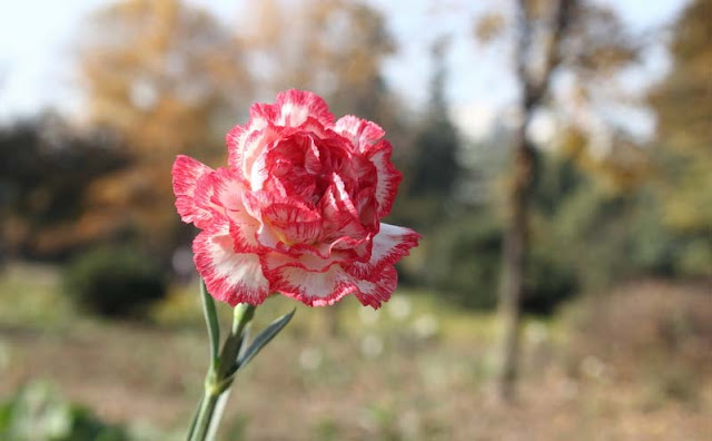 Carnation Flowers Pictures