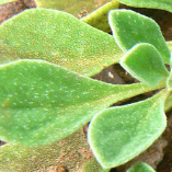 Flora of Algeria
