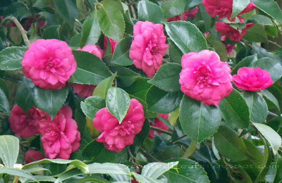 Camellia Japonica x in The Ted & Mary Greig Rhododendron Garden