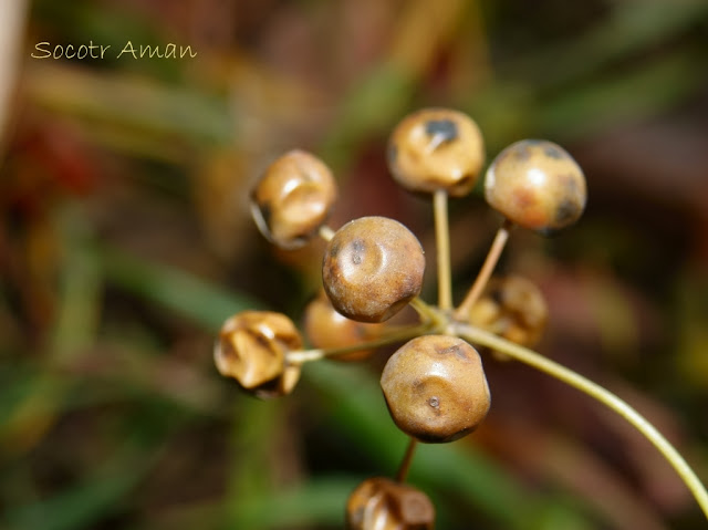 Smilax china