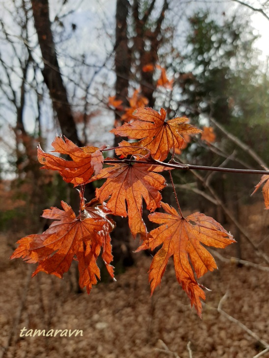 Клён ложнозибольдов (Acer pseudosieboldianum)