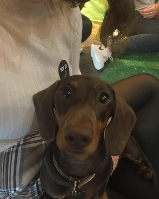Days out: Sausage Dog pop up cafe in Brighton
