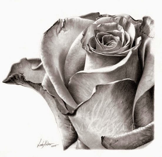 Rose Drawing