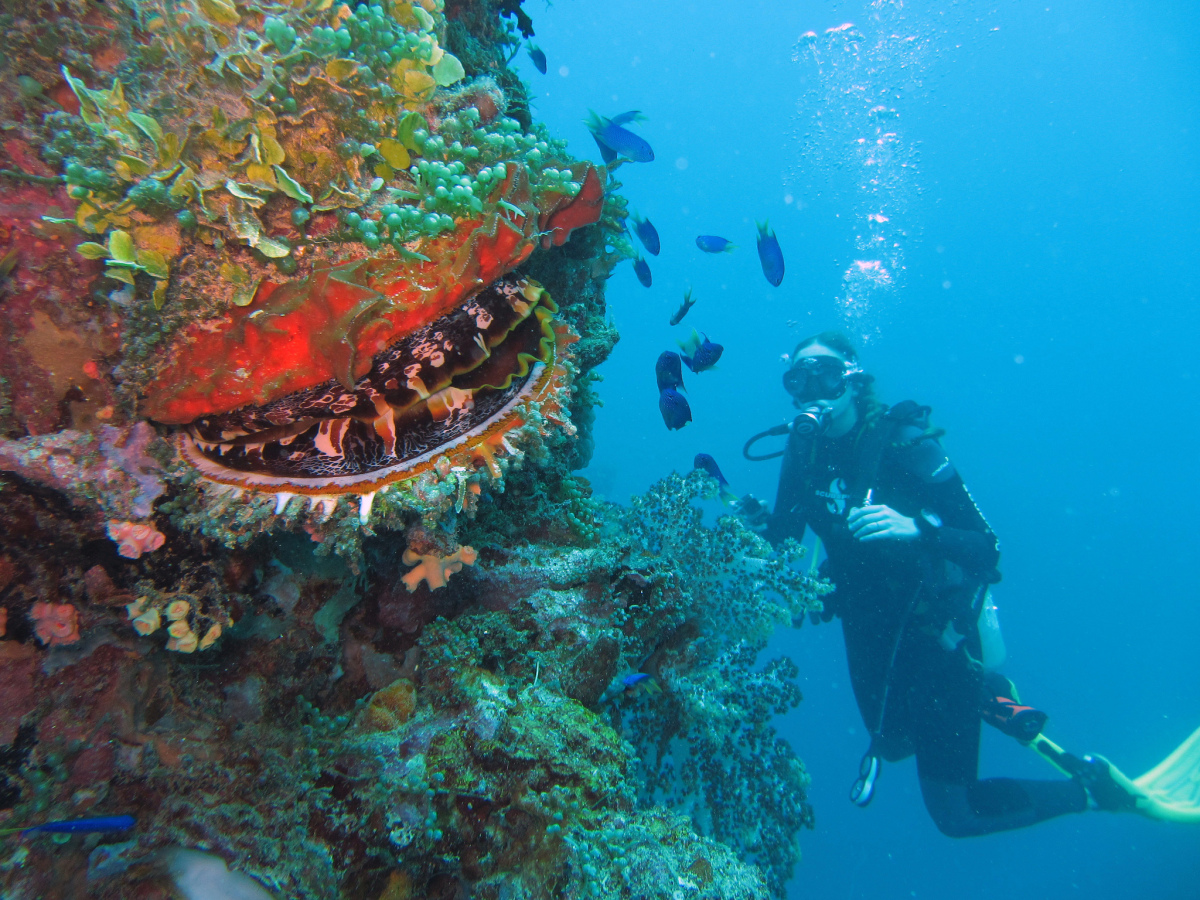 Seeks Ghosts Ghost Fleet of Truk  Lagoon