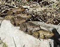 Rana común (Pelophylax perezi)