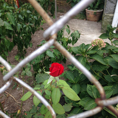 Late summer rose in bloom behind chain link fence near Forest Hills Boston