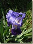 iris2_1_1