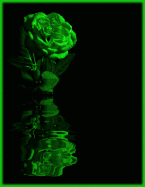 The Green Rose,