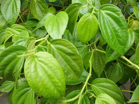 Manfaat daun sirih untuk kesehatan