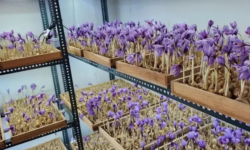 Recipe to earn 12 lakh rupees per month by growing saffron indoors