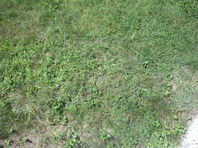 Section 1 Before Lawn Renovation