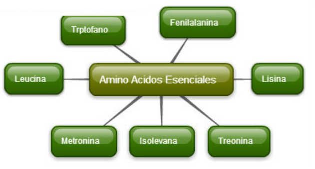 beneficios de los aminoácidos