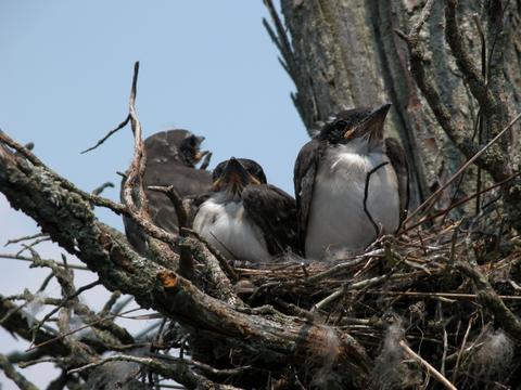 Birds In Nest