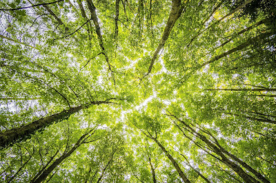 Trees reaching towards the sky