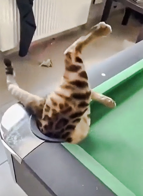 Bengal cat dives into corner pocket of billiards table