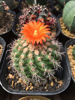 Parodia sp